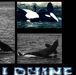 Wale und Delphine auf Mari'sPage