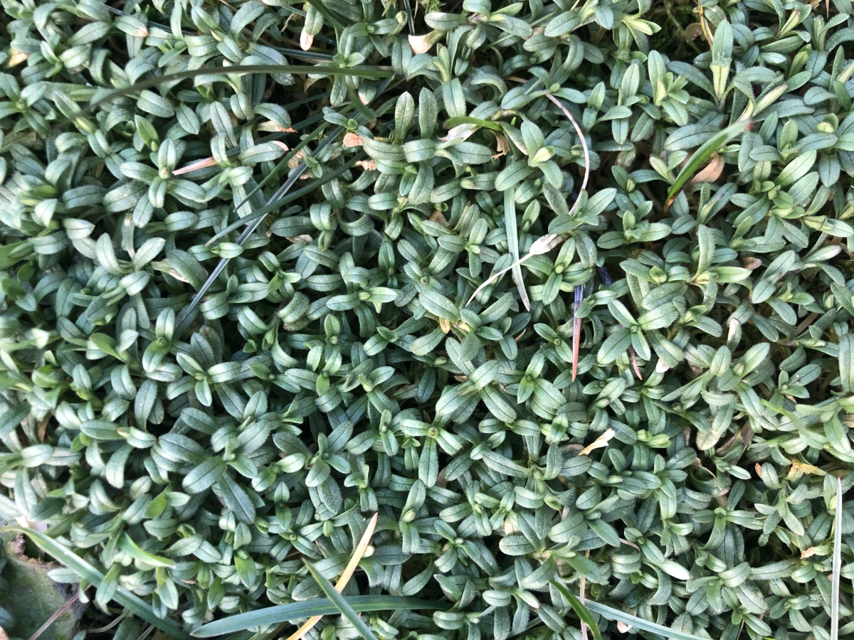 Grüner Teppich 