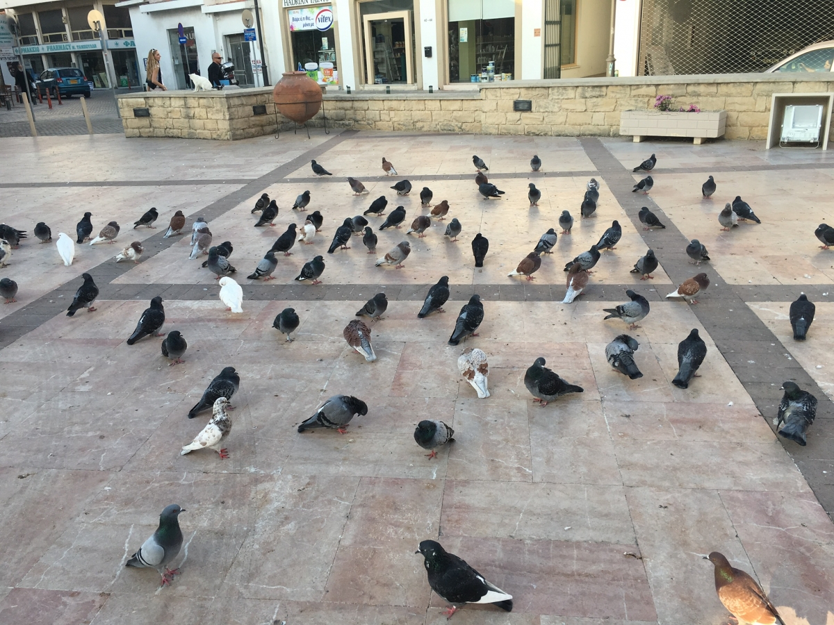 Tauben wie in Venedig 