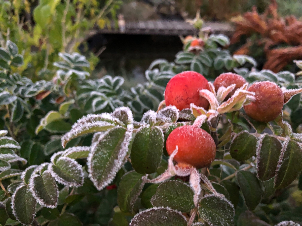 Rosen im Frost 