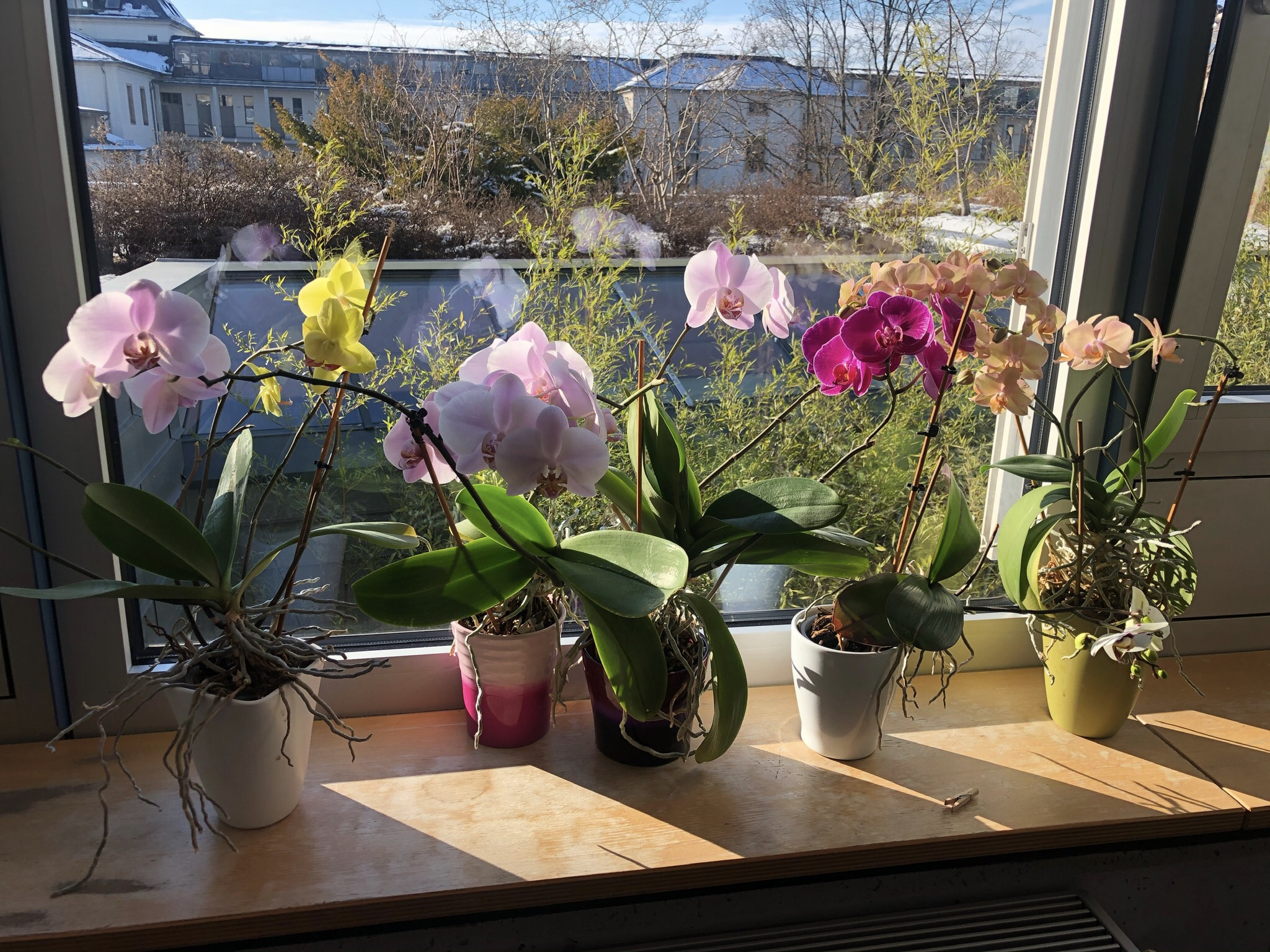 Orchideenfenster 