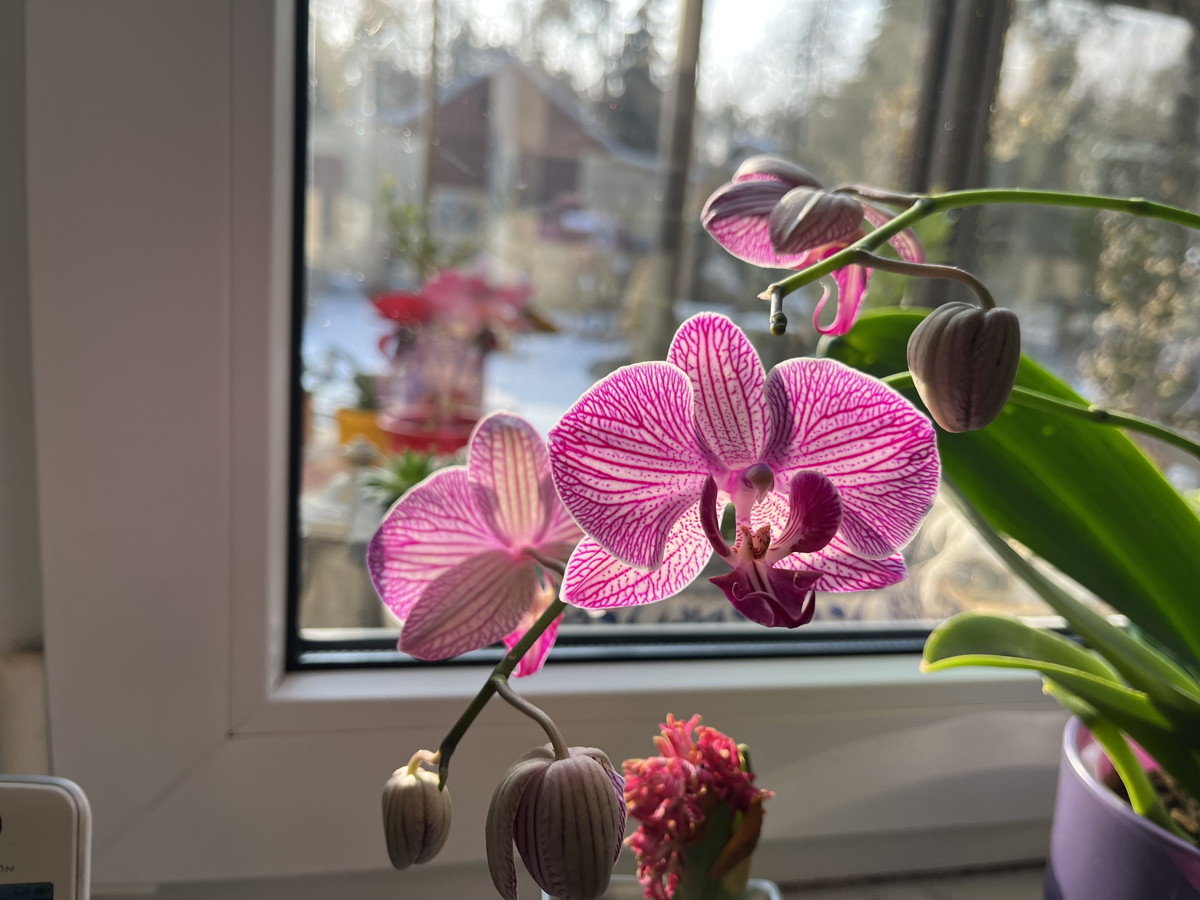 Orchidee Orchidee
