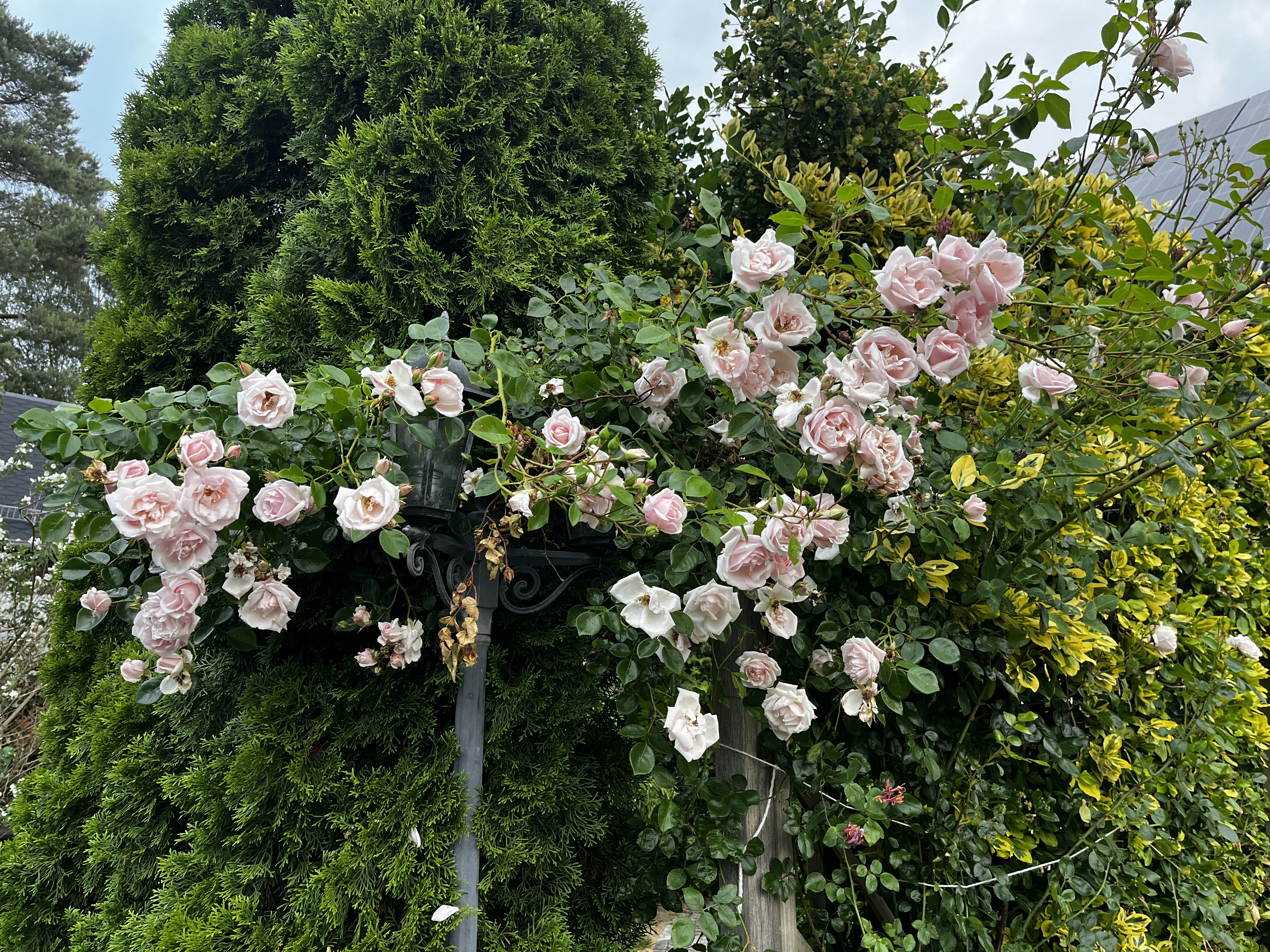 Rosen Rosen
